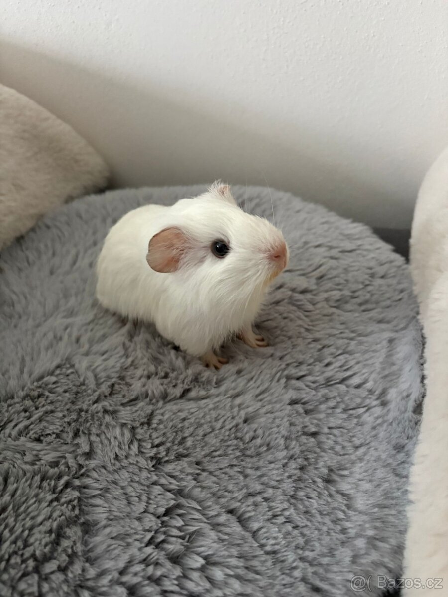 Morče samička- rezervace - 4