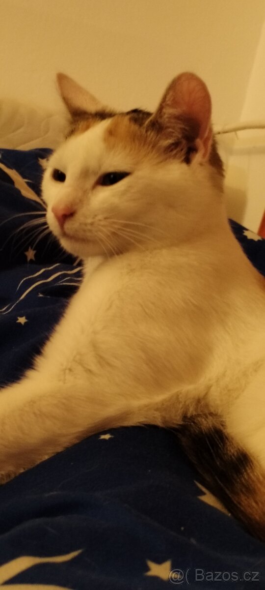 Darují Kočičku - 4