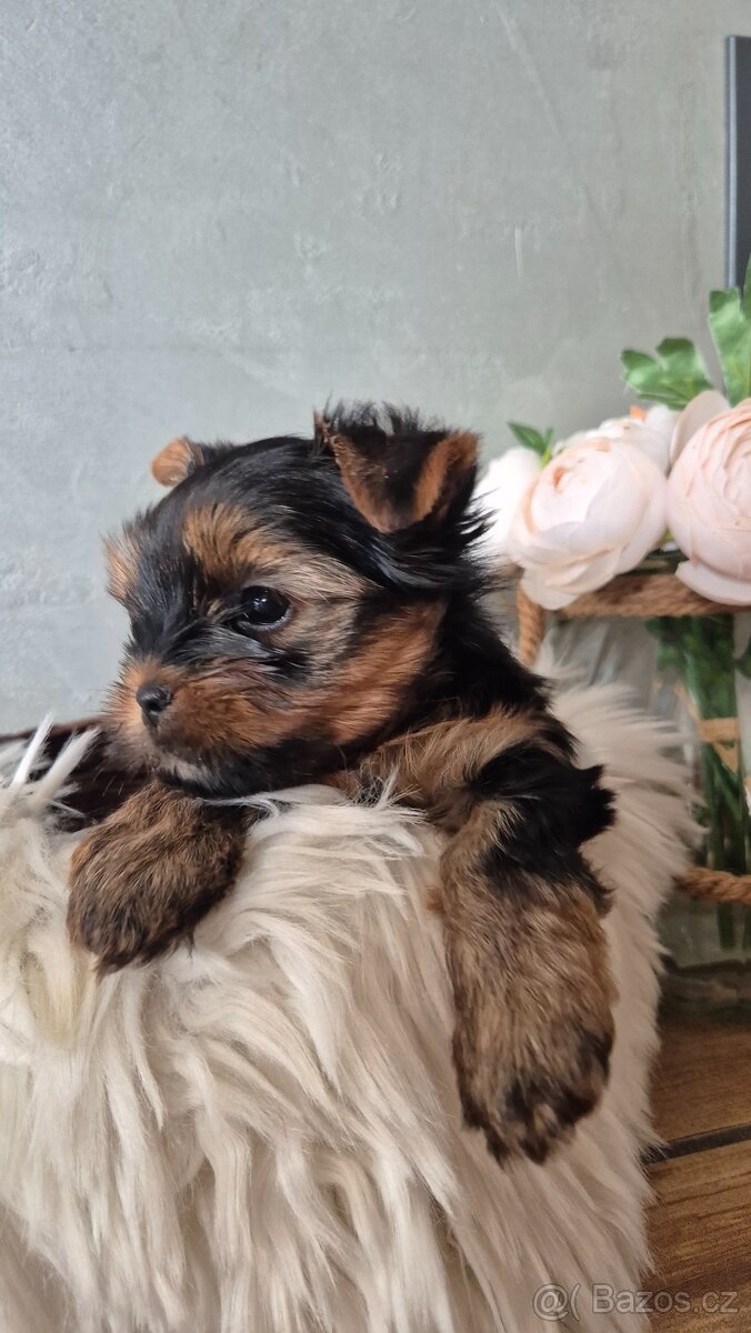Jorkšírský terier, štěňátka s PP FCI - 4