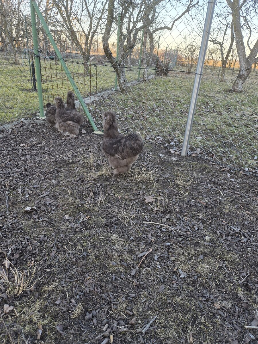 Hedvábnička kohout - 4