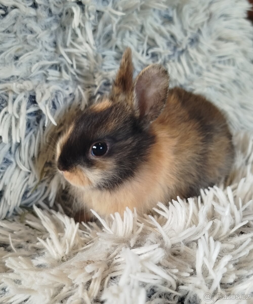 Zakrslý králík - 4