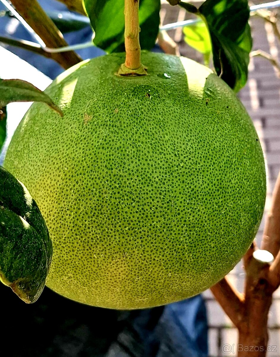 Pomelo, Citrus grandis, citrusy, stromky - 4