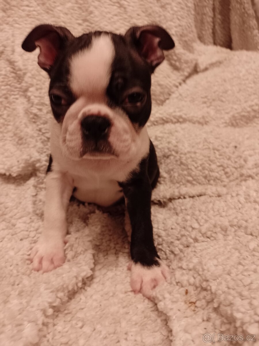 Bostonský teriér s PP FCI - 4