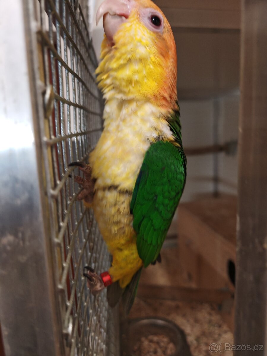 Amazonek bělobřichý - 4