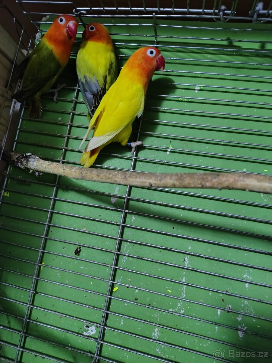 Agapornis fischeri - 4