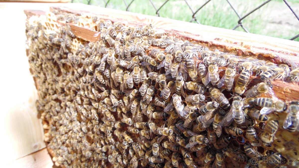 Včelí oddělky 2026 - 4