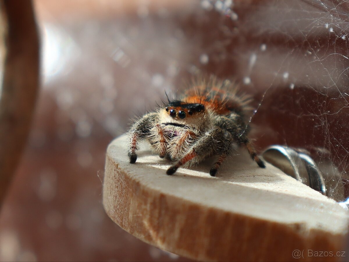 Dekorace do terárií - 4