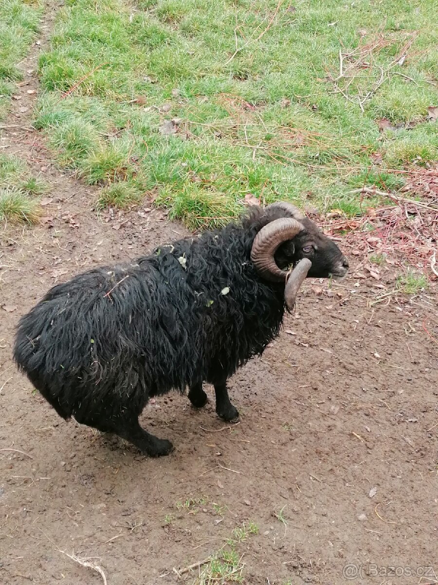 Ovce Quessantská beránek - 4