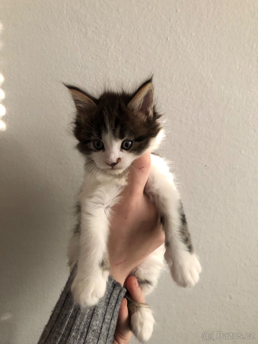 Koťata Mainská mývalí bez PP - 4