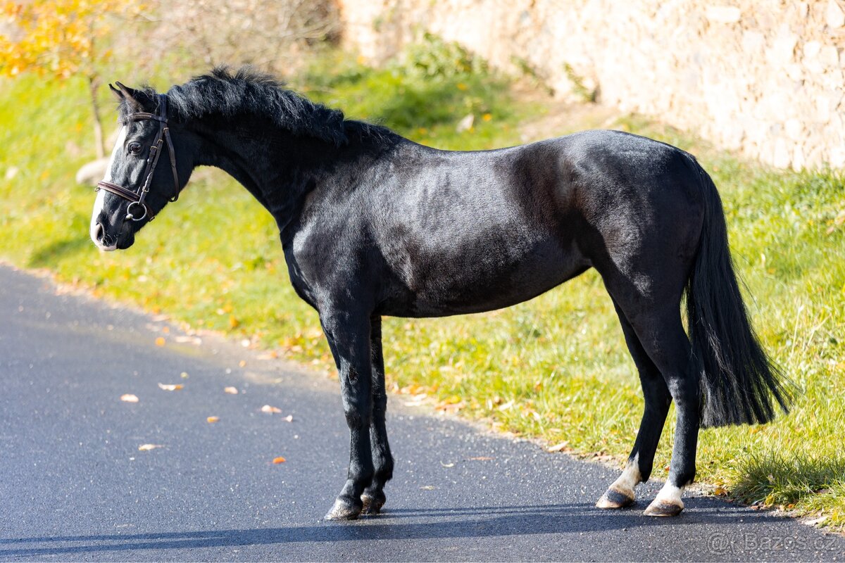 pony klisna do sportu - 4