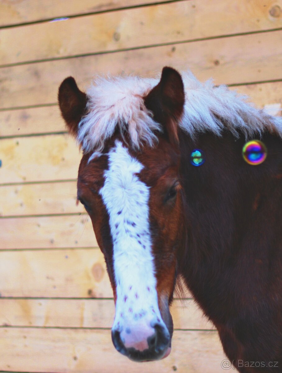 Ustájení pro hřebečky - 4