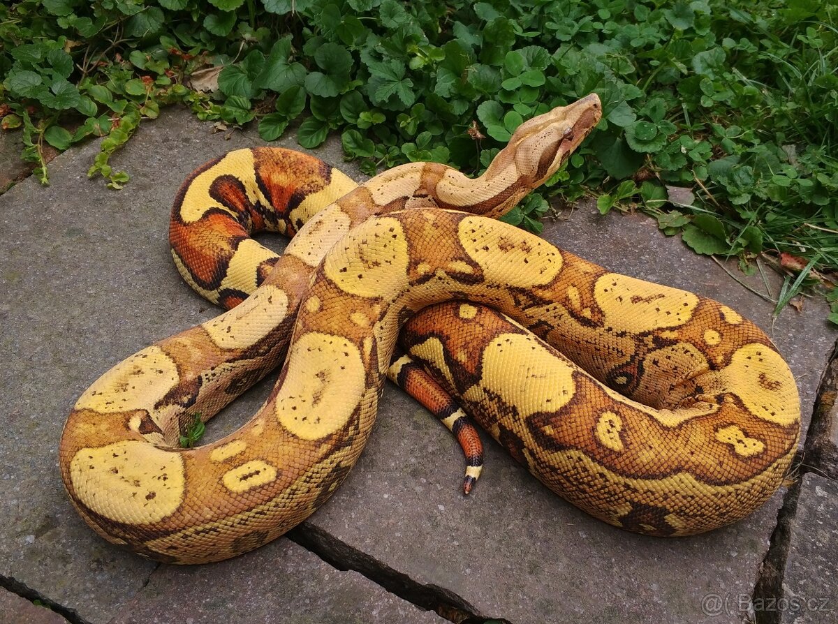 Boa imperator - Aztec Anery het VPI, VPI Jungle Aztec - 4