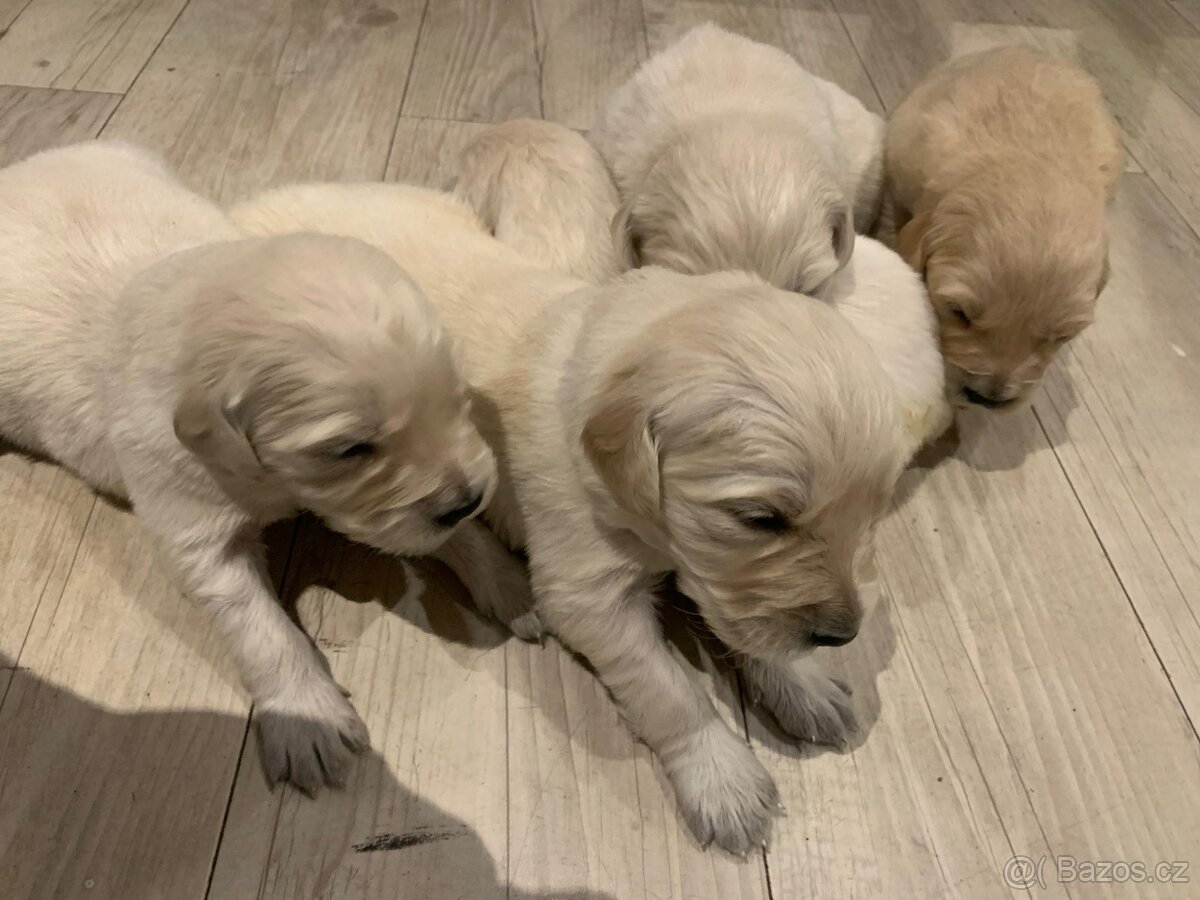 Zlatý retrívr štěňátka 🐶 - 4