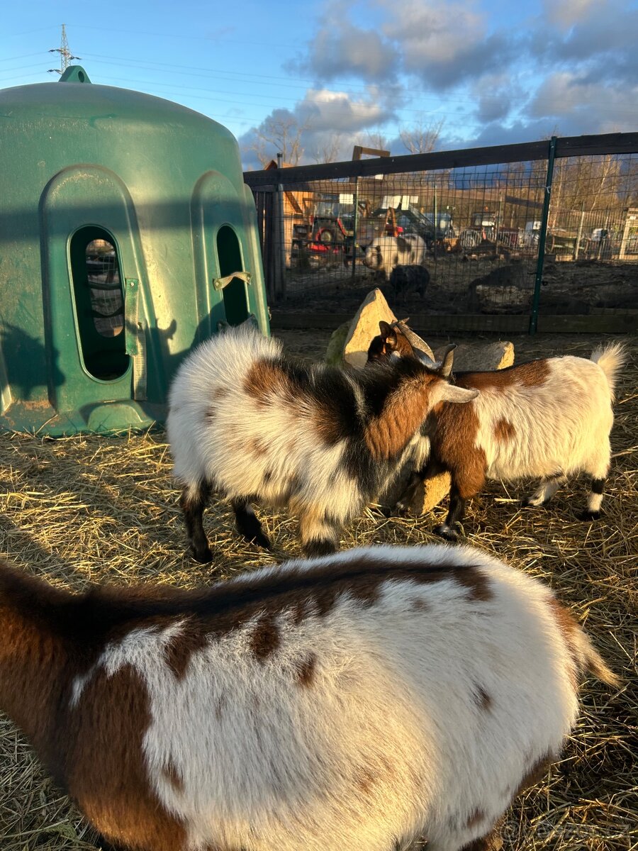 Holandský kozel - 4