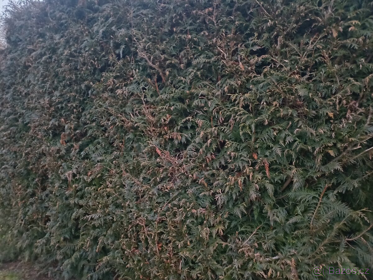 Prodám vzrostlé tůje na živý plot - 4
