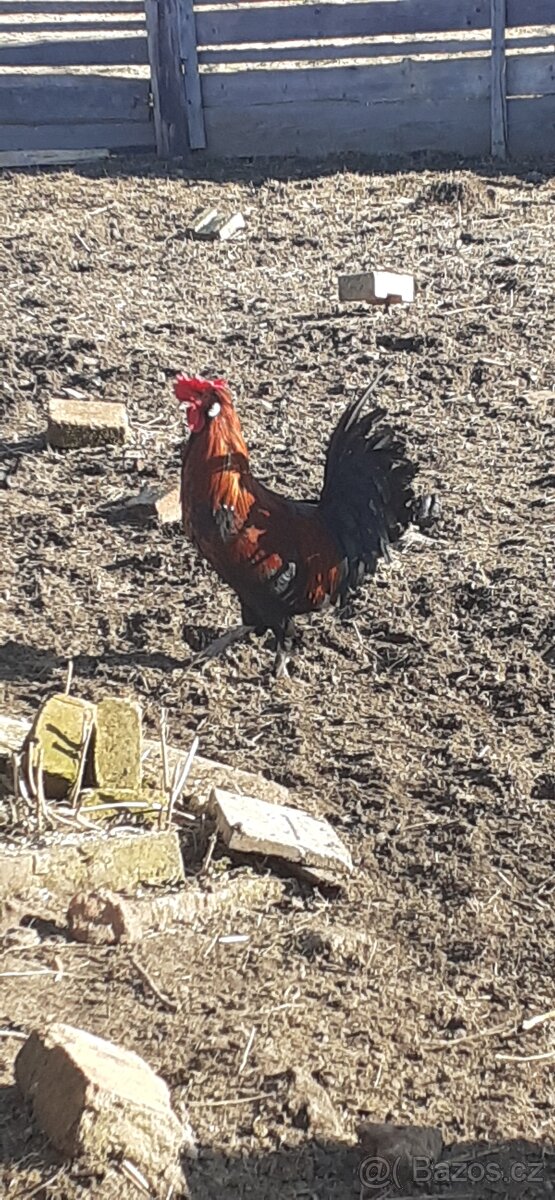 Kohouty loňské - 4