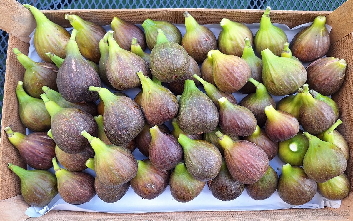 Domácí fíková marmeláda 265 ml - 4