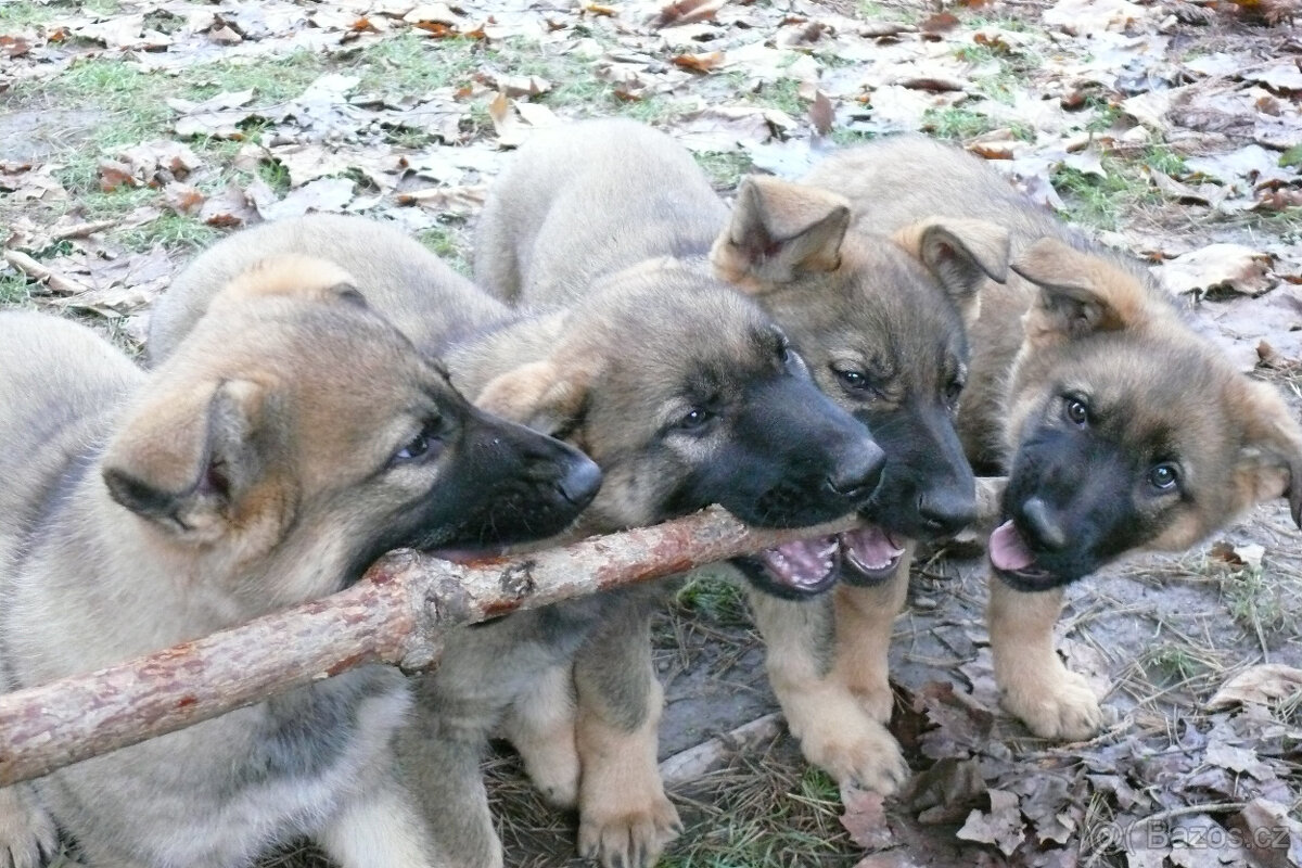 Štěňata německého ovčáka s PP - 4