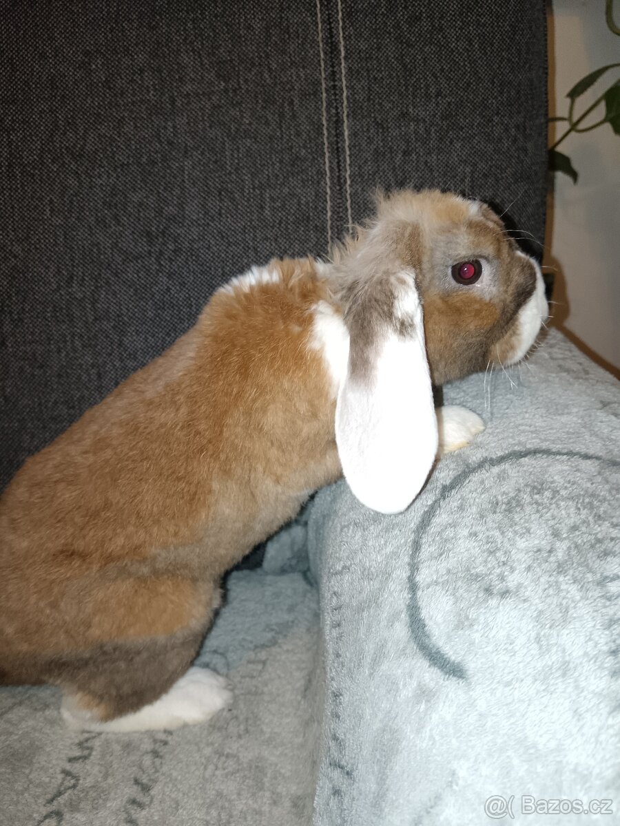 Zakrslý králík beránek hnědý s bílým - kluk - 4