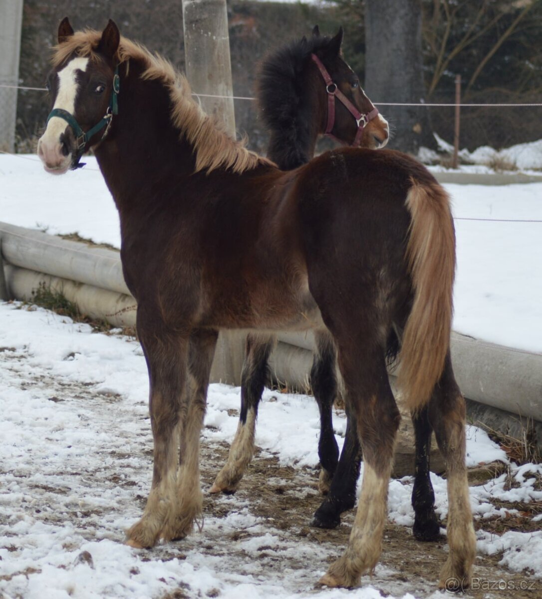 Welsh cob - 4