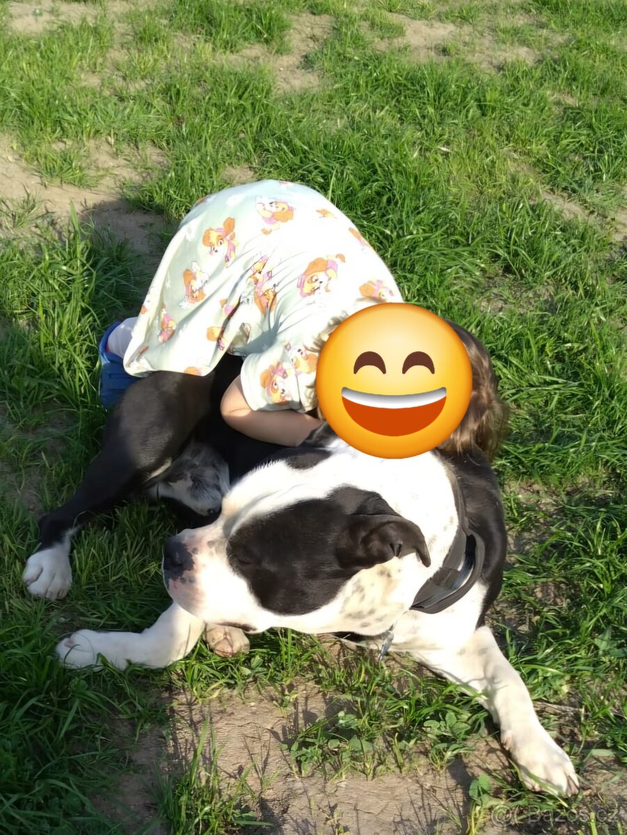 Americký stafordšírský teriér - 4