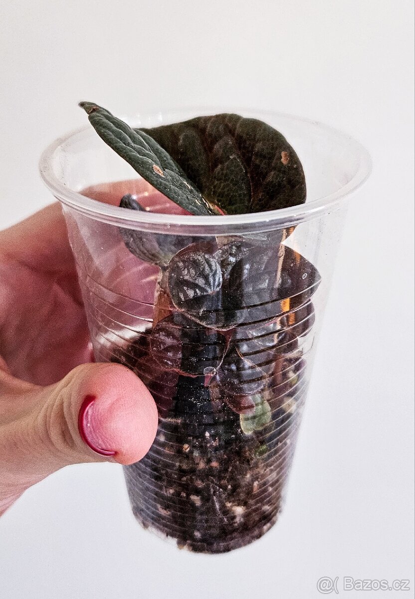 Peperomia Chocolat - 4