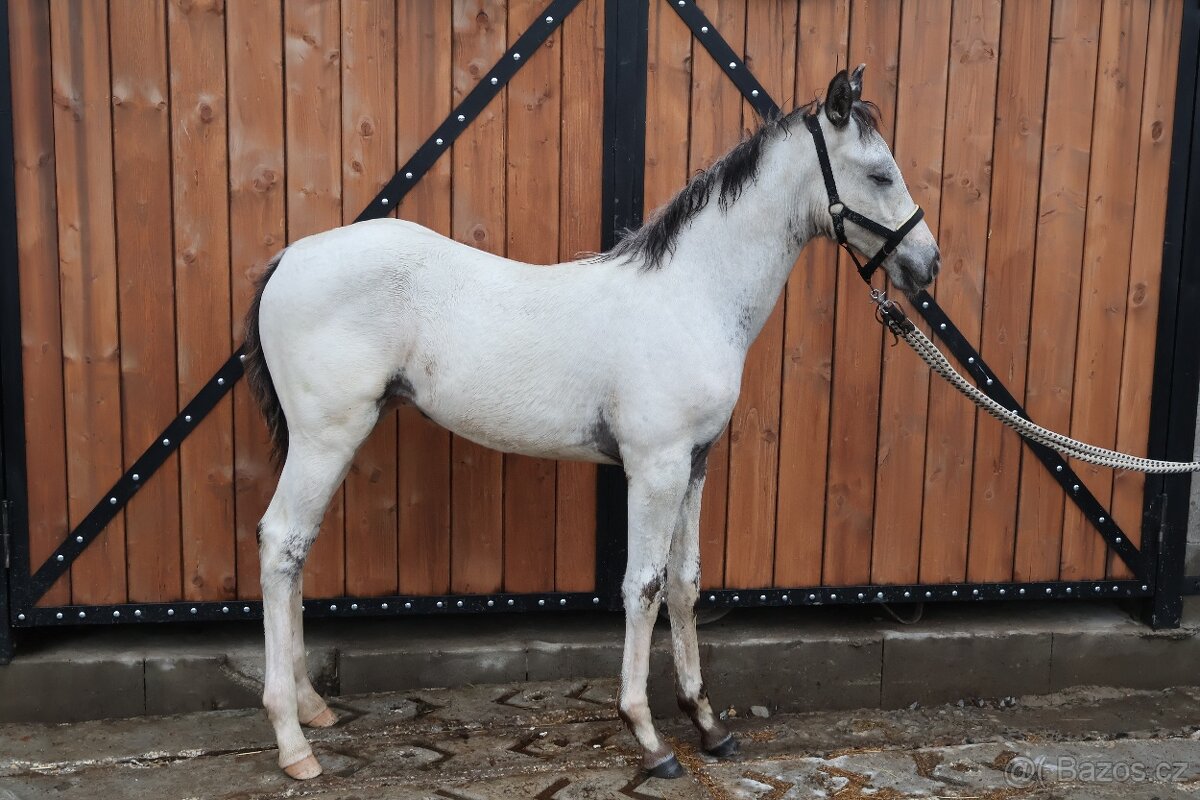 Appaloosa hřebeček - 4
