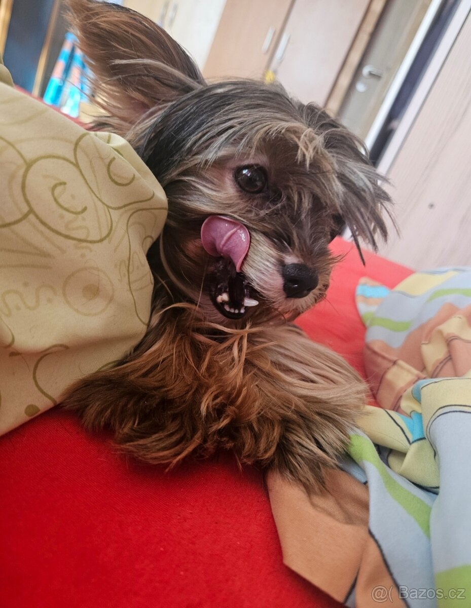 Jorkšírský teriér mini - 4