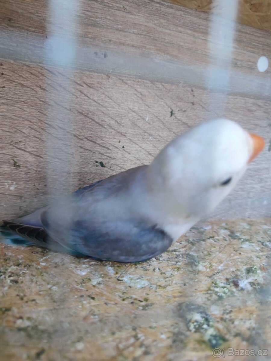 Agapornis - 4