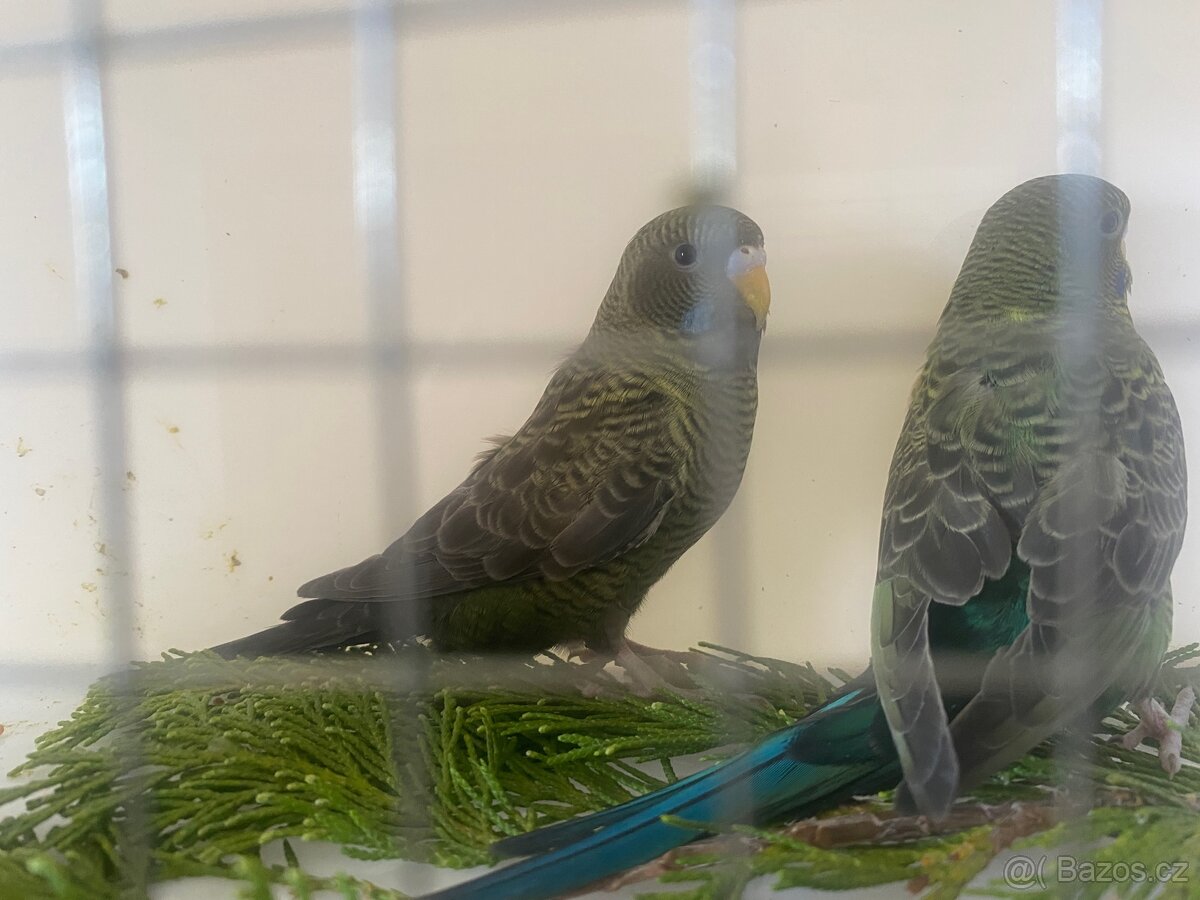 Prodám Andulky BF/BW - štěpáky BW naBF - 4