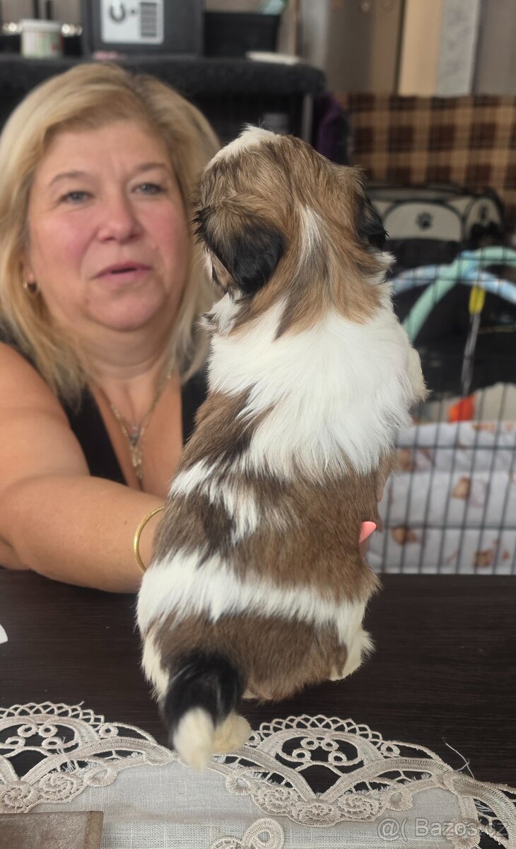 Shih-tzu, shih tzu - 4