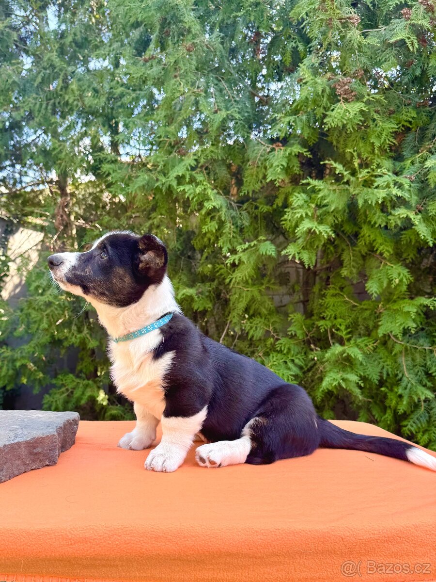 Welsh corgi cardigan s PP. - 4