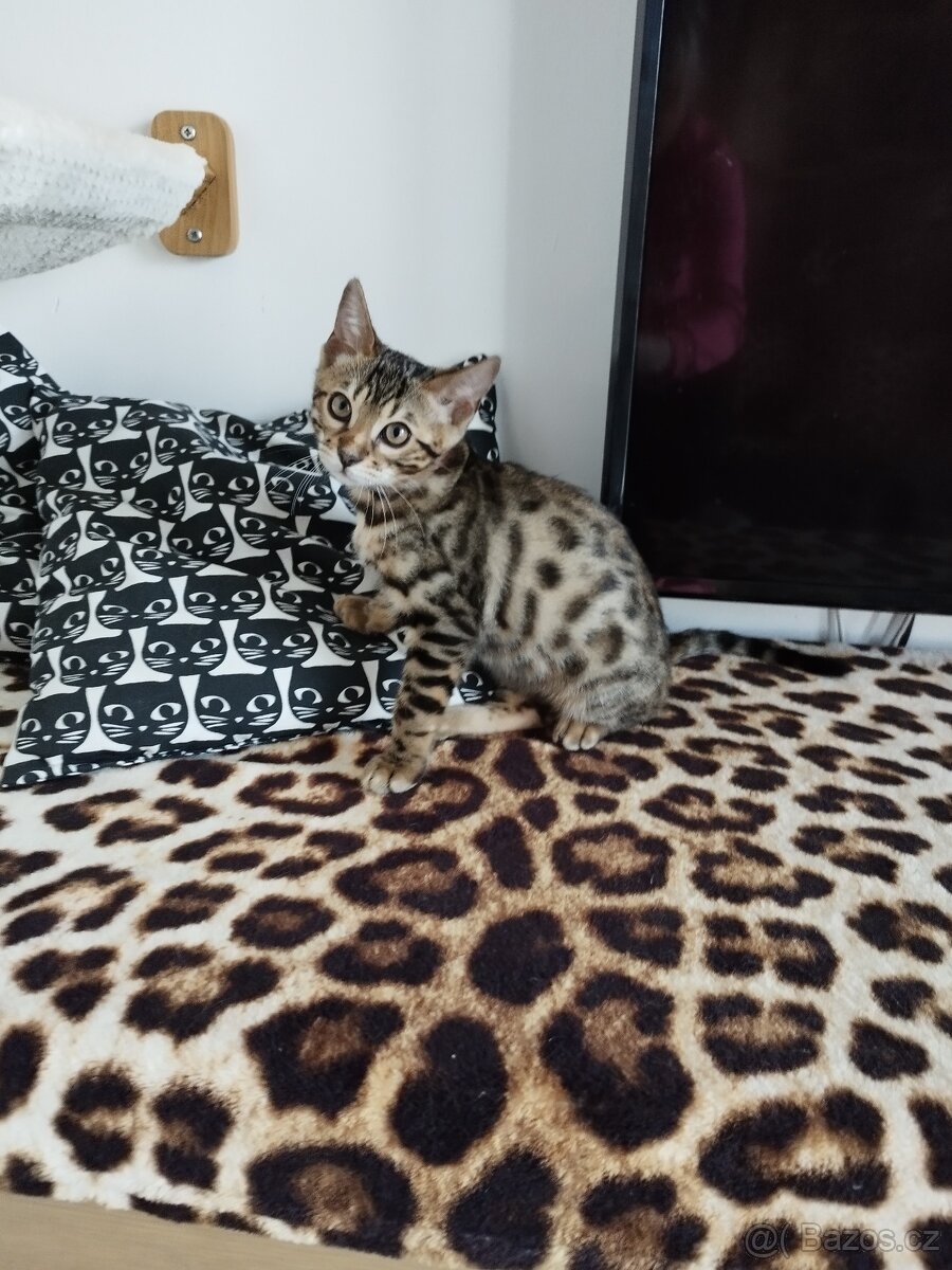Bengálská kočka - koťátko - 4