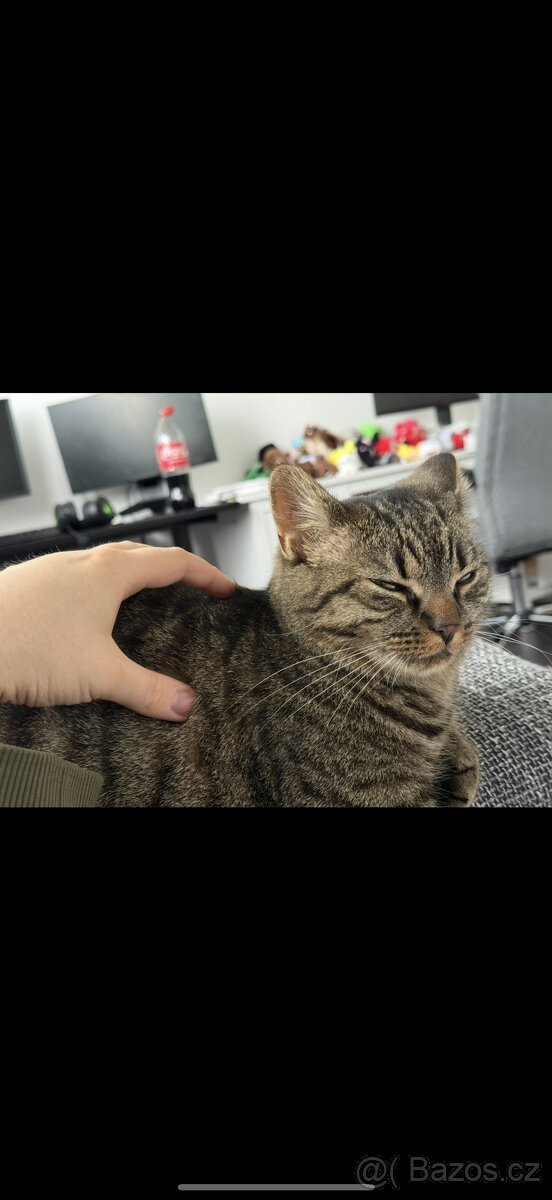 Daruji 2 roky starou kočičku, kastrovaná. + vybavení. - 4