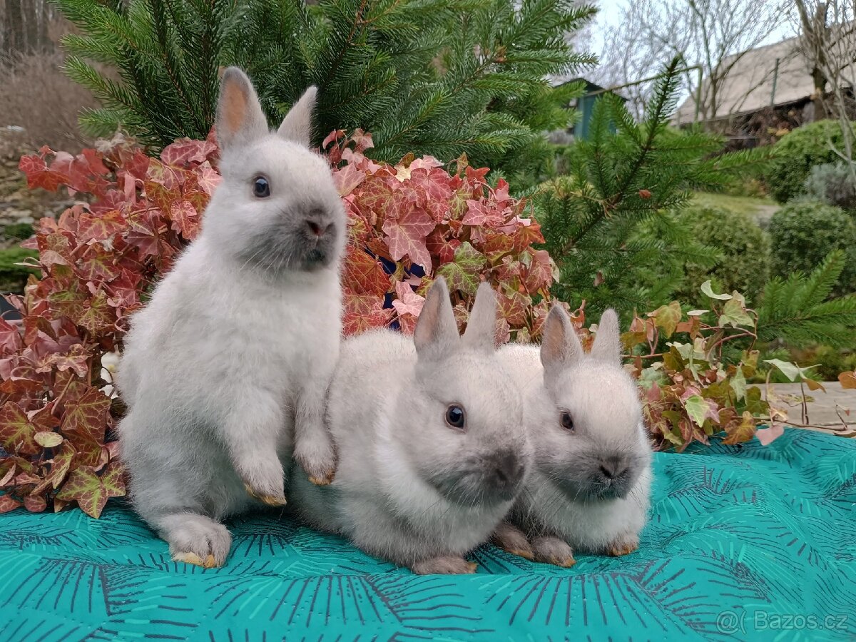 Zakrslý siamský žlutý miminka - 4