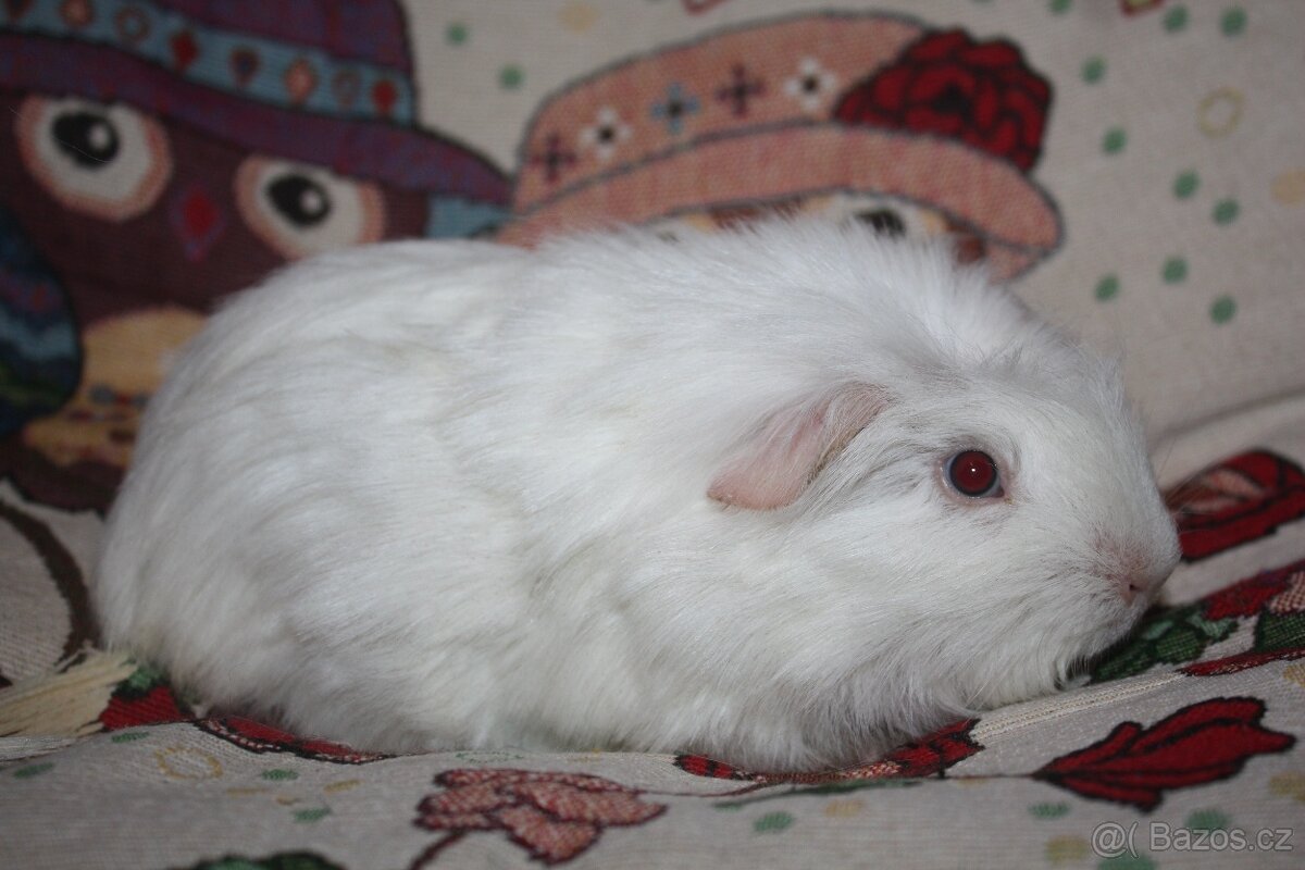 Dlouhosrstá morčata - 4