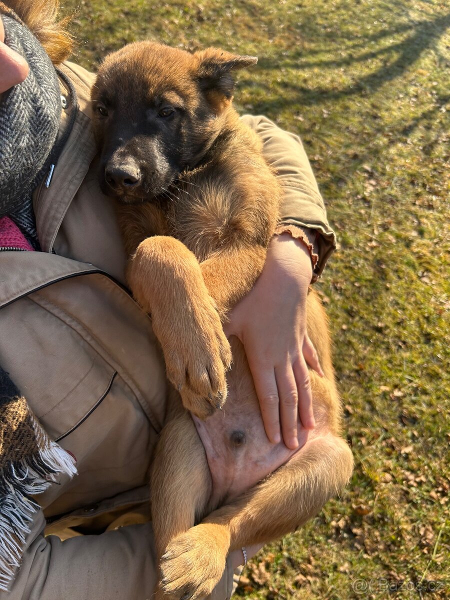 Štěňata belgický ovčák - 4