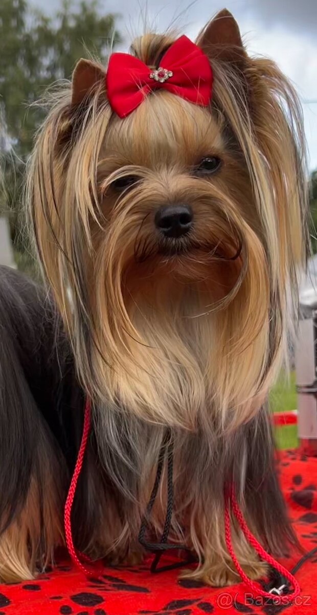 JORKŠÍRSKÝ TERIÉR s PP (FCI) - 4