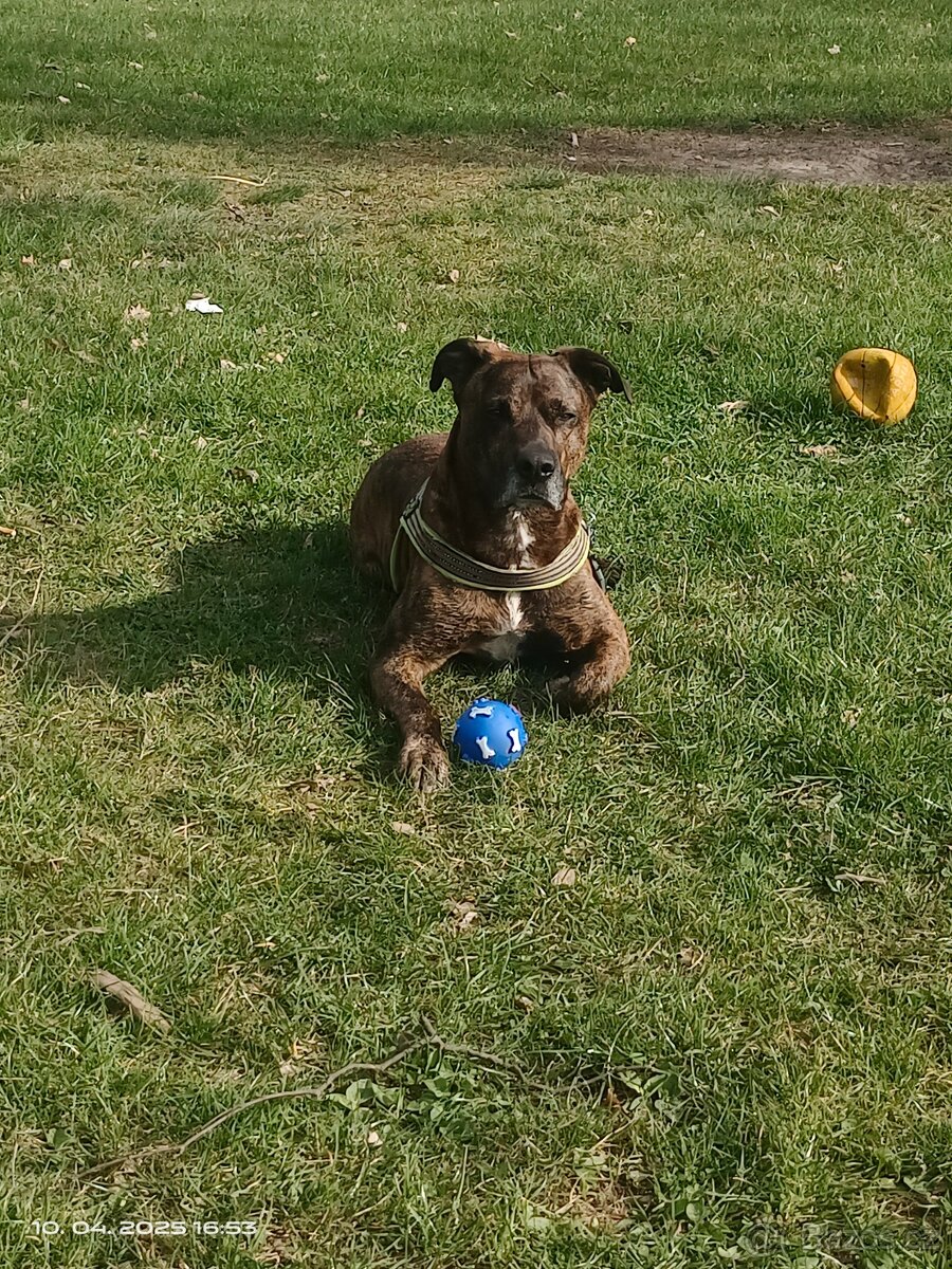 🐕 Krytí psa-hledáme fenečku 🐕 - 4