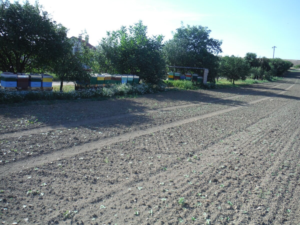 Prodej včelstev i železných stojanů - 4