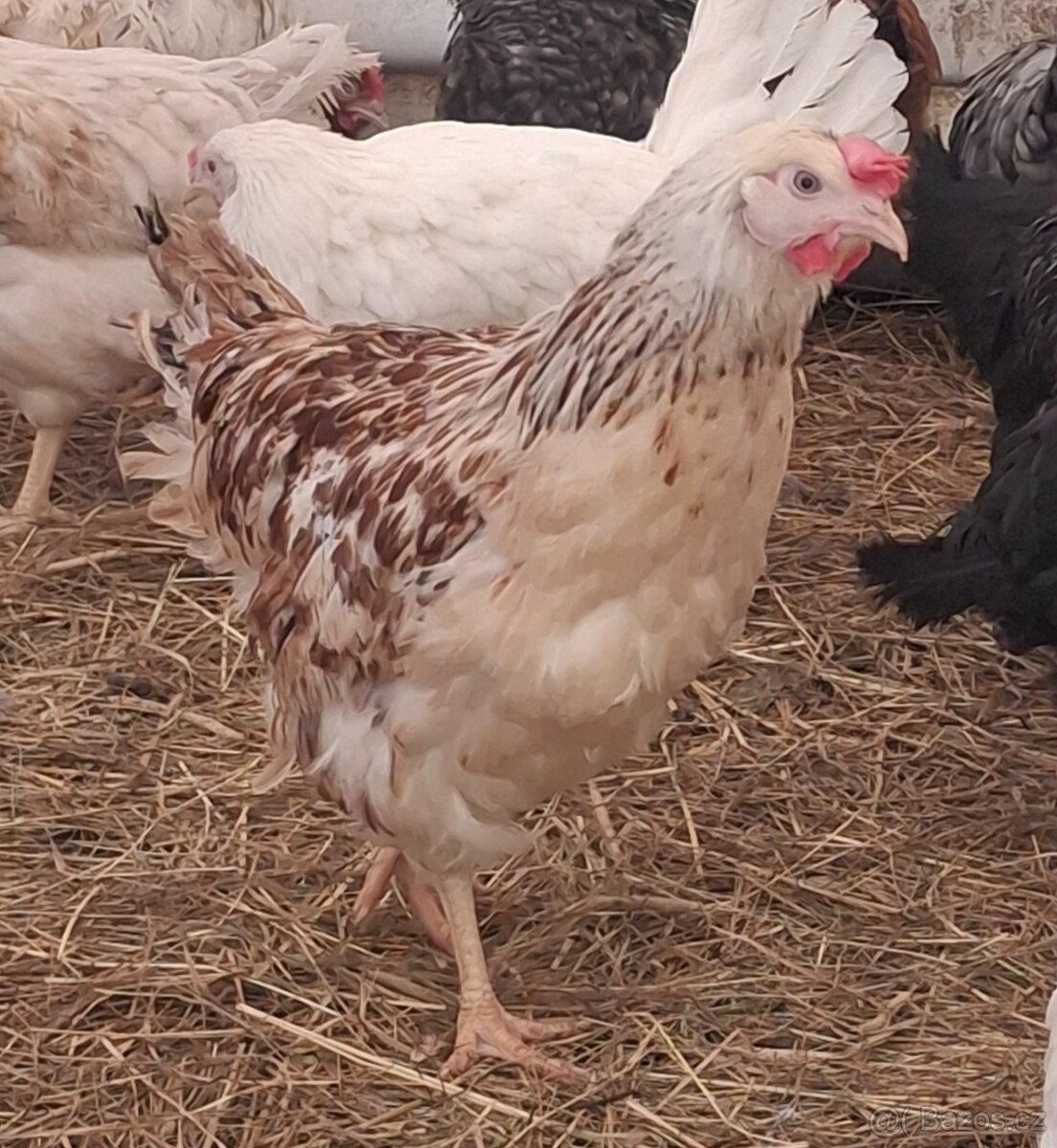 Kurice, slepice, nosnice - 4