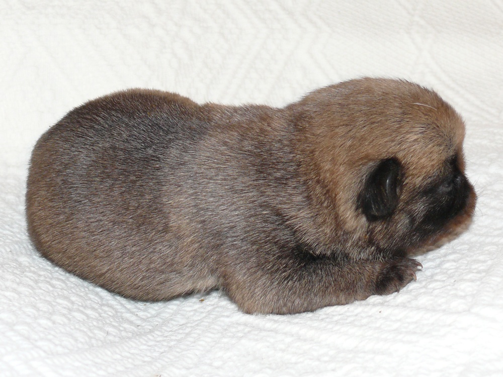 Mops - Štěňátka - 4