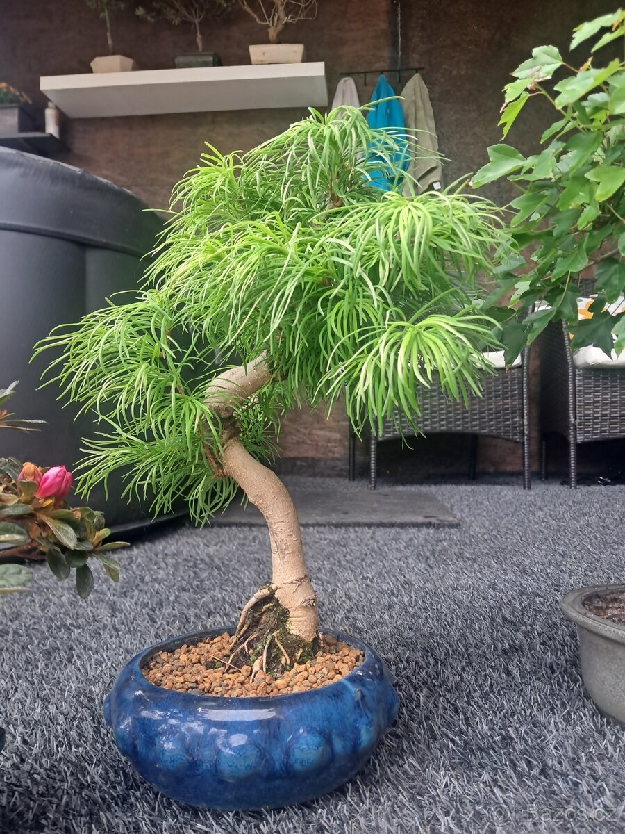 Bonsaj, bonsai - 4