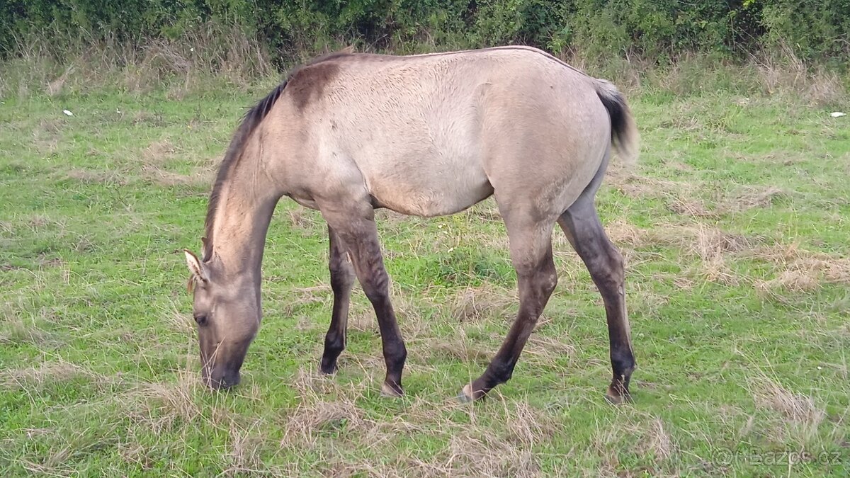 QH hřebeček grullo, homozygotní dun - 4
