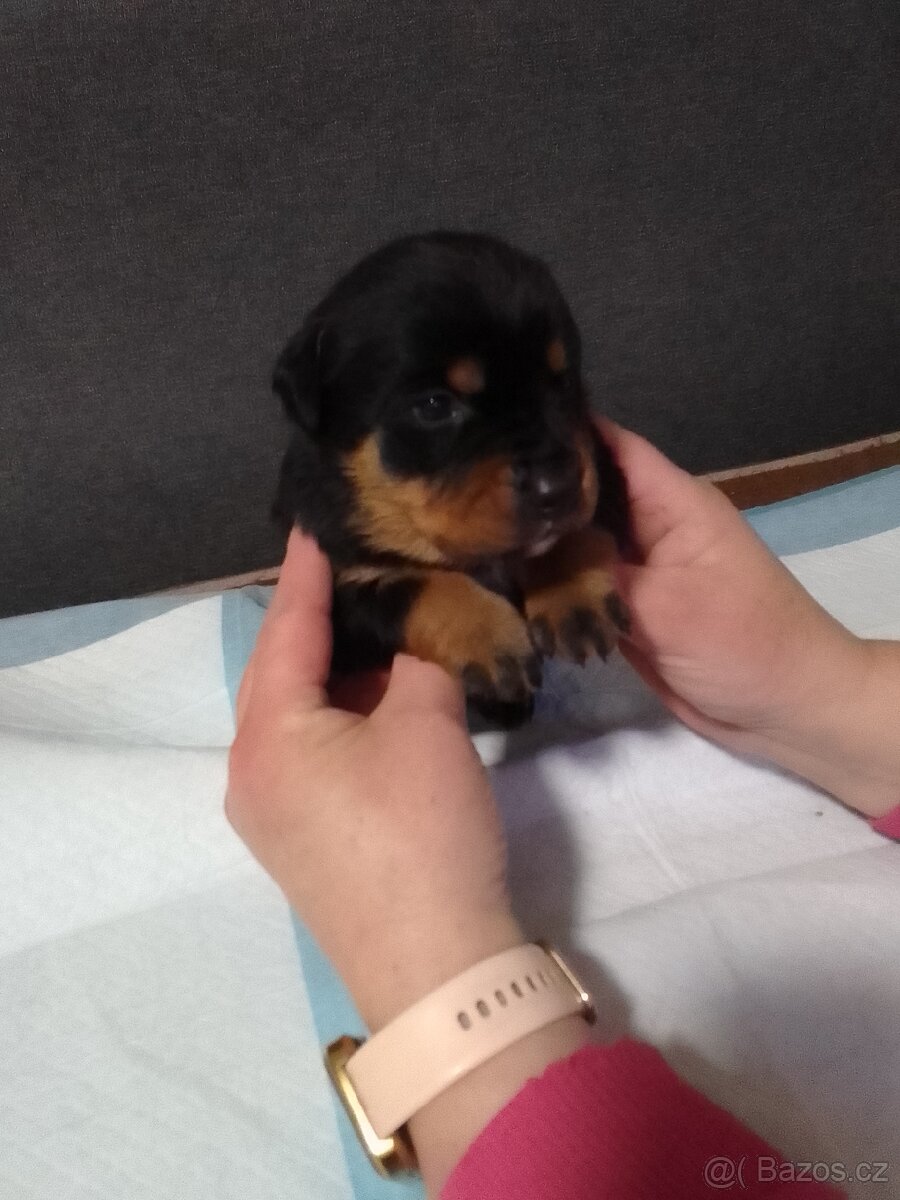 Štěňata - 4