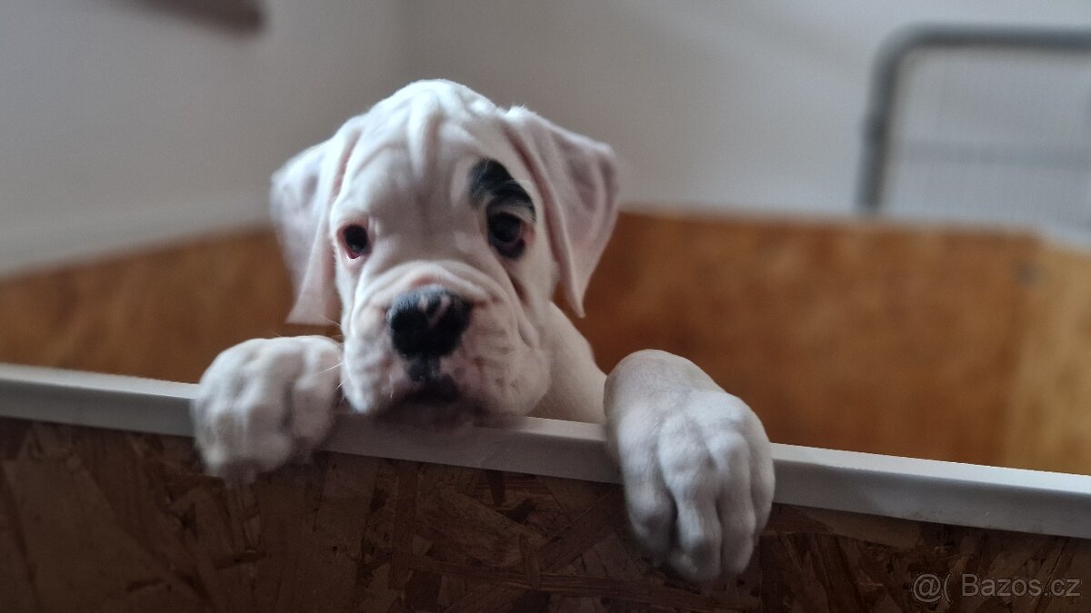 Nemecky boxer s pp - psík - 4