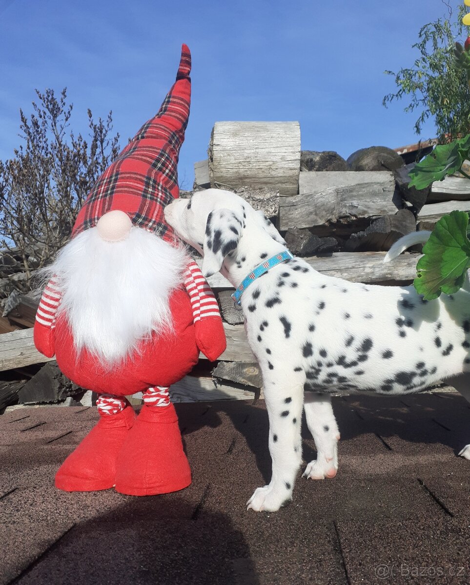 Dalmatin již k odběru - 4