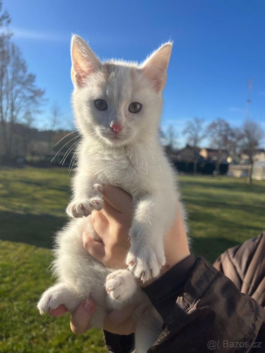 Darujeme krasne zbarvena kotatka. - 4