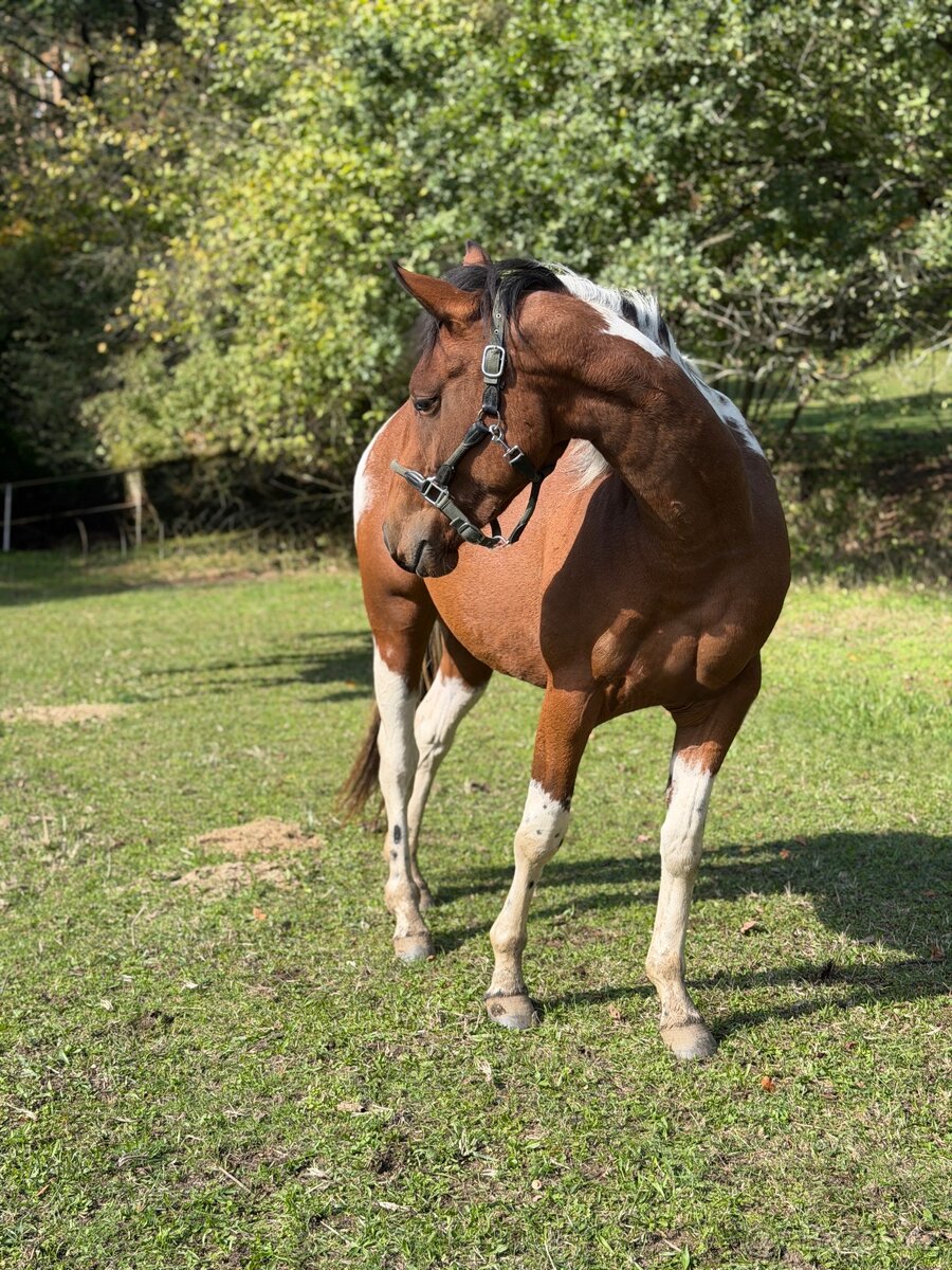 Klisna APH 2,5 roku - 4