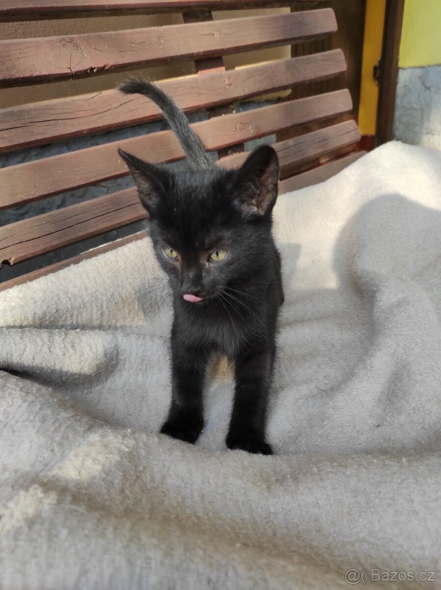 Darujeme koťátka - 4